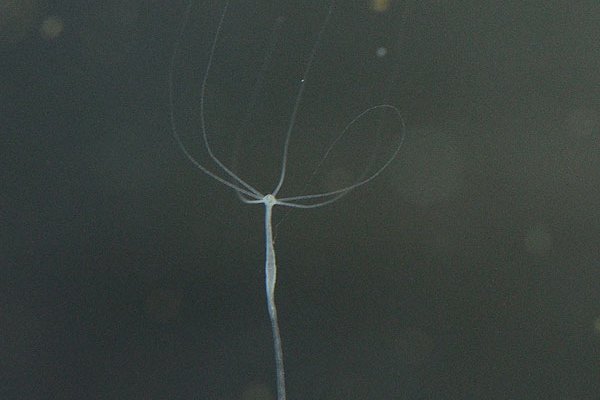 Кракен kr2web in магазин