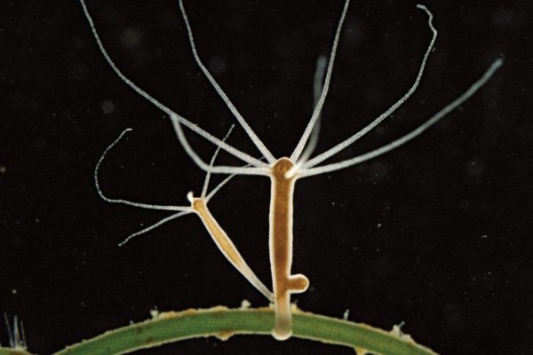 Кракен не заходит